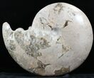 Polished Ammonite (Choffaticeras?) - Goulmima, Morocco #27368-1